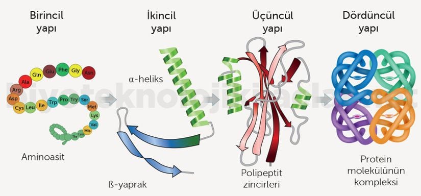 Ribozomdan bir polipeptit zinciri şeklinde çıkan proteinin katlamasına kadar olan süreçlerin gösterimi.
