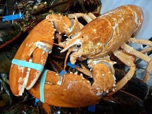 Rare Blue And Golden Lobsters Spark Scientific Debate