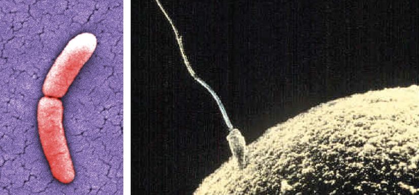 Sol: Bir Salmonella bakterisi bölünerek iki bakteri oluşturuyor. Sağ: Bir sperm ve yumurta dölleniyor. Görsel hakları: sol, "Salmonella typhimurium", Janice Carr (kamusal kullanım); sağ "Sperm-egg," (genel kullanıma açık)