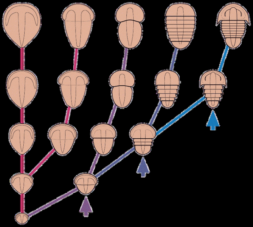 4 basit basamakta atasal trilobitten yaygın trilobitlere evrim...