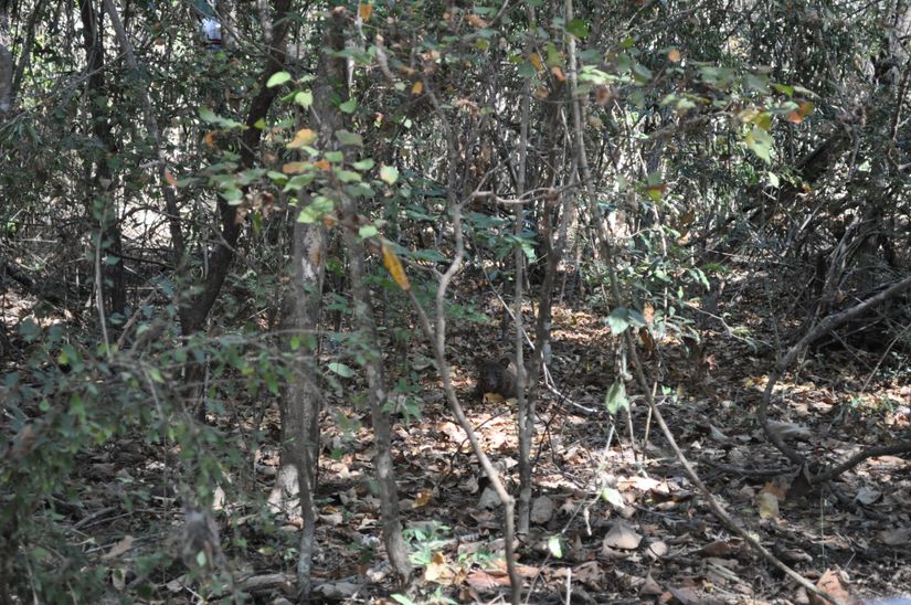 Lemurların en büyük avcılarından biri olan fossa