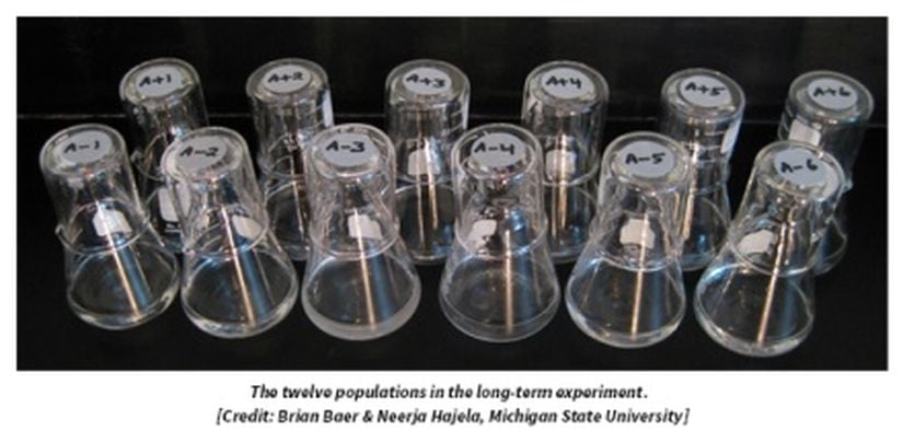 Uzun süreli deneyde kullanılan 12 popülasyon örneği.