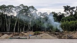 Ağaçlar Amazon'daki Altın Madenciliğinin Gizli Cıva İzlerini Ortaya Çıkarıyor!