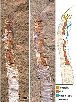 500 milyon yıllık fosiller evrimsel bilmecenin cevabını ortaya koyuyor.