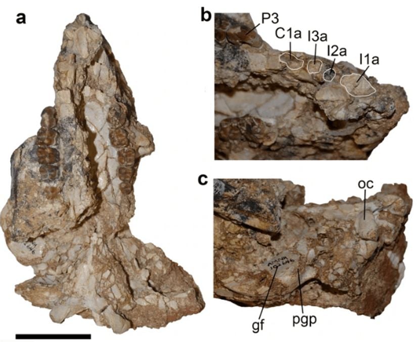 Holotip kafatası kemiği Mukupirna nambensis’in bilinen tek örneği. (a) Ventral görüntüde kafatası, (b) ventromedial görüntüde kafatası'nın sağ tarafının rostral bölgesi, (c) ventromedial görüntüde kafatası'nın sağ tarafının arka bölgesi. Ölçek çubuğu = 5 cm.