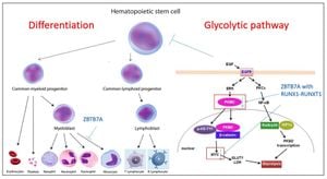 New Insights Into MiR-99a's Role In Blood Stem Cells