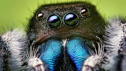 Böcekler ve Örümcekler Arasındaki Farklar Nelerdir?