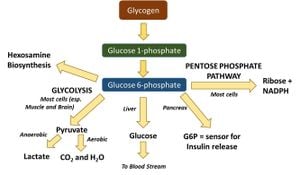 Uncovering KMT5C's Role In Hepatic Gluconeogenesis Regulation