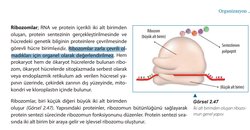 Ribozom organel midir?