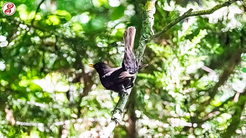 Genelde dalların üzerinde denge kurmaya çalışırken gösterdikleri bu duruşla karşılaşabilirsiniz, Safranbolu.