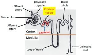 Melatonin Shows Promise Against Cadmium-Induced Male Infertility