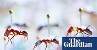Fiji ant study provides new evidence of insects’ decline on remote islands