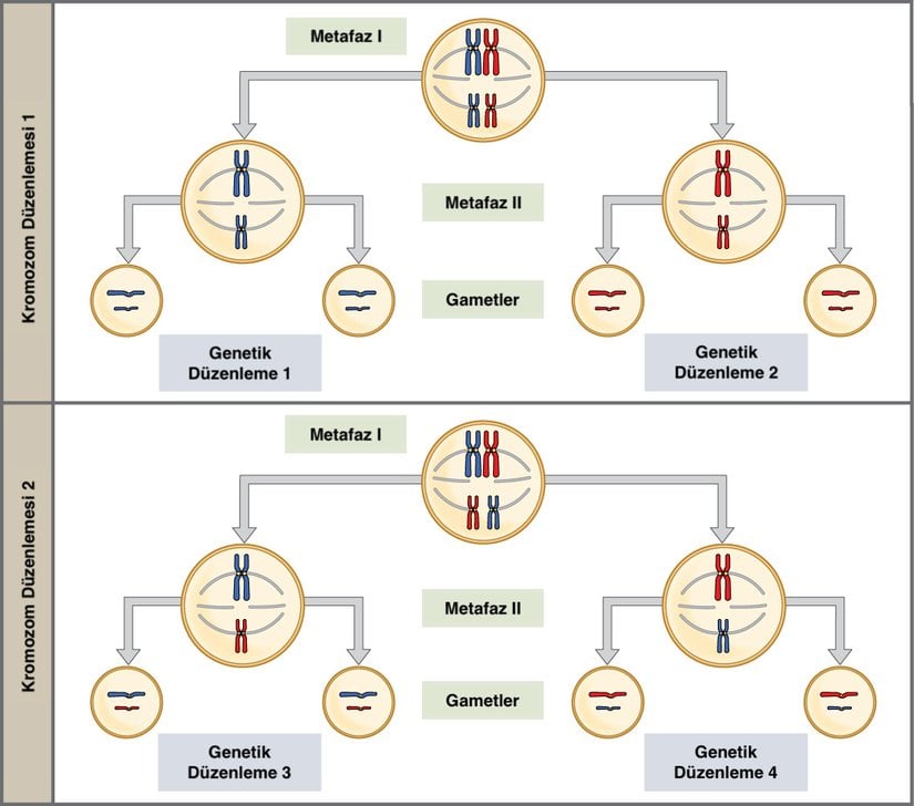Metafaz I'deki bağımsız çeşitliliği göstermek için n = 2 kromozom sayısına sahip bir hücre düşünün. Bu durumda, her panelin üst hücresinde gösterildiği gibi, metafaz I'de ekvator düzleminde iki olası düzenleme vardır. Bu iki olası yönelim, genetik olarak farklı gametlerin üretilmesine yol açar. Daha fazla kromozomla, olası düzenlemelerin sayısı önemli ölçüde artar.
