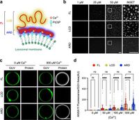 ANXA11 biomolecular condensates facilitate protein-lipid phase coupling on lysosomal membranes - Nature Communications