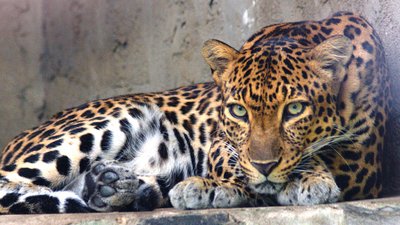 Yavru Babunu Koruyan Genç Leopar