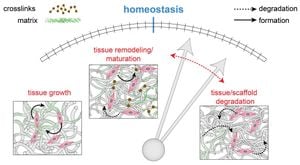 Unveiling The Role Of Fat Facets In Tissue Growth Control