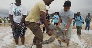 Rescued Sea Turtles Released In Lagos After Dramatic Save
