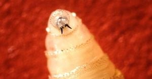 Maryland Reports First Human Screwworm Case Since 1960s