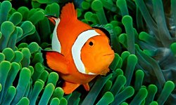 Nemo, Dikey Çizgili Balıklara Karşı Daha Saldırgan