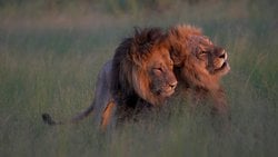 Aşırı Baskınlık ve Cinsel Zıtlık: Eşcinselliğin Yaygınlığını Açıklayabilecek 2 Genetik Hipotez