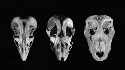 Kuş Gagalarını Dinozor Ağızlarına Dönüştürmek: Tavuklar Dinozora Dönüştürülebilir Mi?