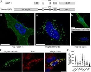 New Ubiquitin Ligase Isoform Reveals Unique Roles In Cell Regulation