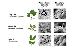 Bilim İnsanları Karbon Depolamada Etkili Yeni Bir Ağaç Türü Keşfetti.