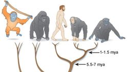 Hominidae (Kuyruksuz Maymun Ailesi)
