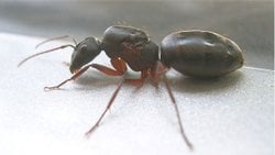 Camponotus Compressus