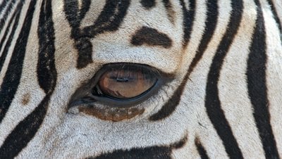Stresi Yönetmenin Evrimsel Yolu Nedir? Zebralardan Ne Öğrenebiliriz?