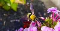NYT Spelling Bee Answers for April 17, 2025