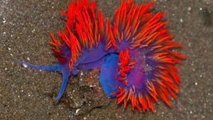 New Bioluminescent Sea Slug Discovered Near Monterey Coast