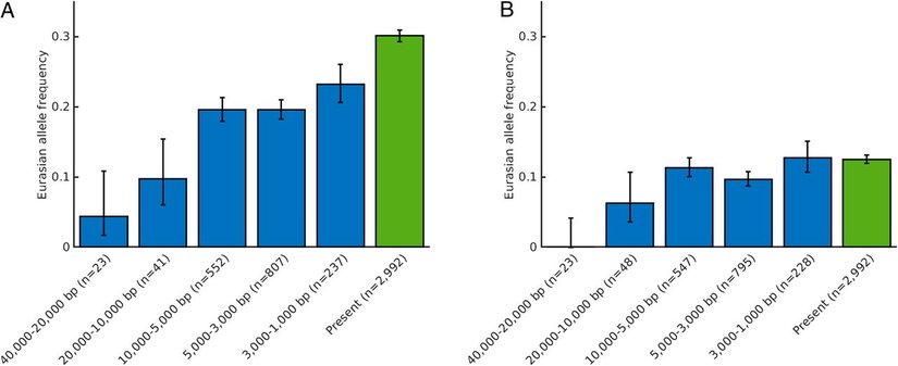COVID-19'u ağır geçirmeye karşı direnç sağlayan haplotipin (A) ve ağır geçirmeye yatkın kılan haplotipin (B) 40 bin yıl boyunca hangi sıklıkla görüldüklerini gösteren iki histogram.