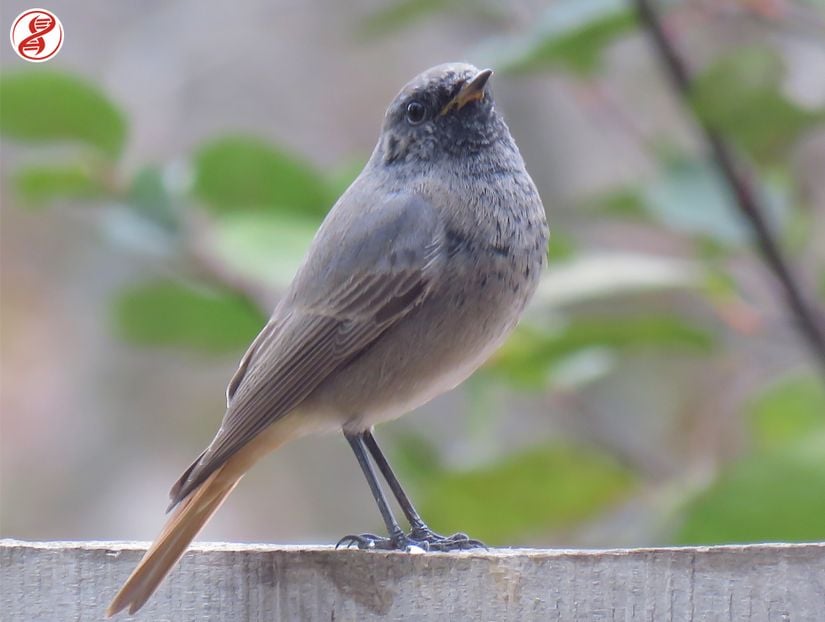 Kara kızılkuyruk (Phoenicurus ochruros), Sakarya.