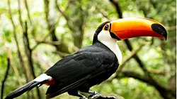 Bazı Kuş Türleri Nasıl Bu Kadar Zeki?