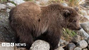 Bears Battle For Glory During Fat Bear Week