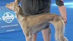 Türkiye’de Endemik Türker