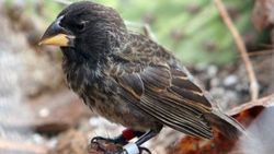 Galapagos Adaları'nda Sadece 2 Nesilde Yeni Bir "Darwin'in İspinozu" Evrimleşti!