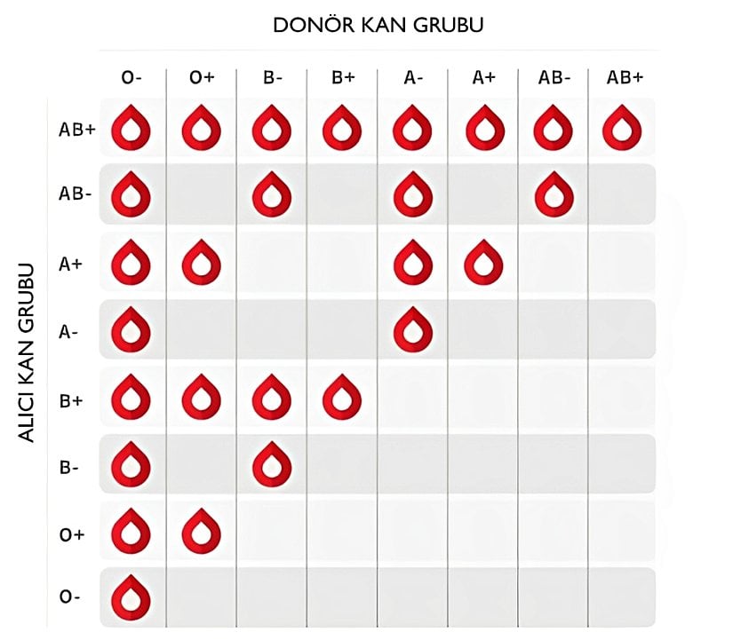 Şekil 1. Kan Nakli Kombinasyonları