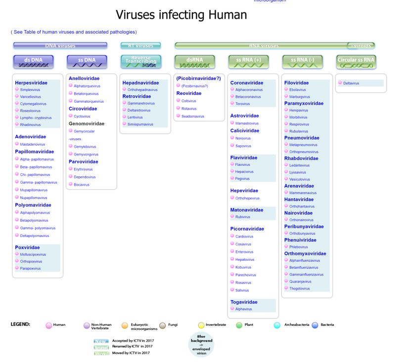 İnsanları enfekte eden virüslerin bir kısmı