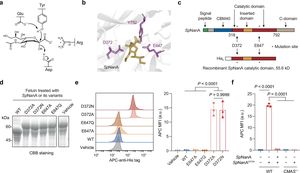 Novel Mutant Glycosidases Enable Precise Sialoglycan Labeling