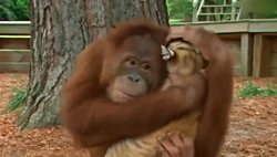 İnsan dışındaki canlılar, kendilerinden başka türdeki canlıları şirin bulabilirler mi?