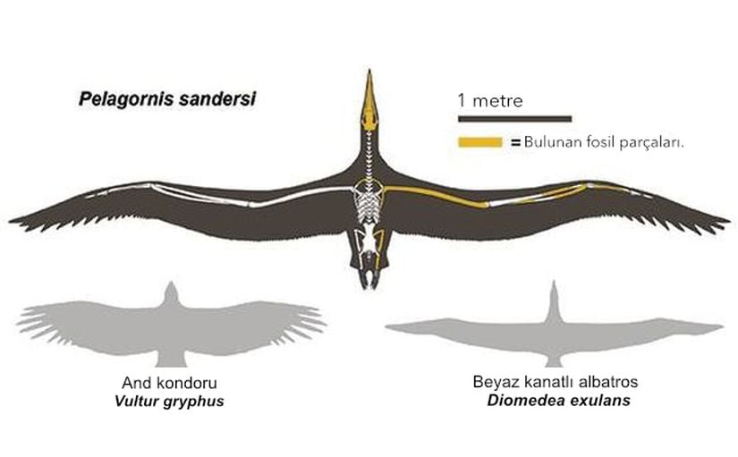 Yaşayan en büyük iki uçan kuş ile kanat açıklığının karşılaştırması.
