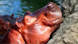 Su aygırları kendi güneş kremlerini üretiyor!