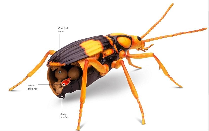 Bombardıman Böceğinin Fizyolojisi