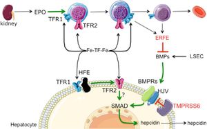 New Synthetic Receptors Enable Cost-Effective RBC Production Without EPO