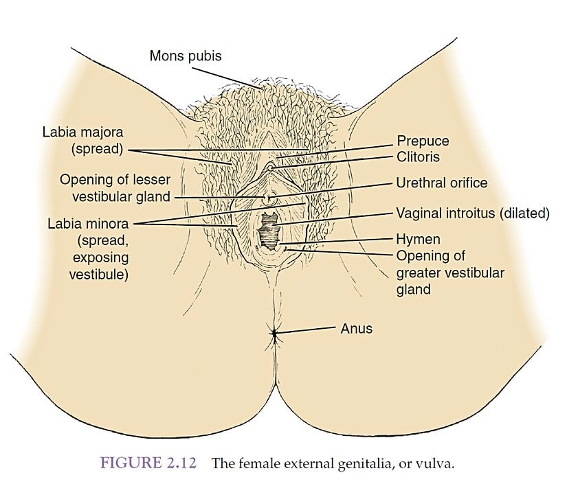 Kadınların dış genitalya anatomisi (vulva)