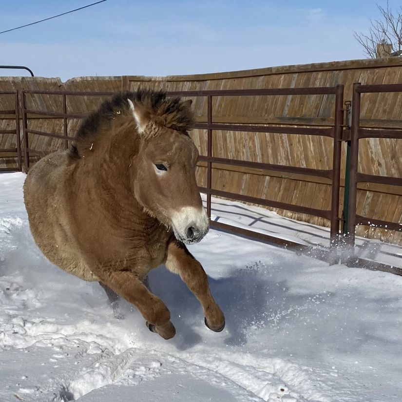 17 Şubat 2020: İlk ayını doldurduğunda Texas'ta karların tadını çıkaran Kurt (Courtesy, Timber Creek Veterineri)