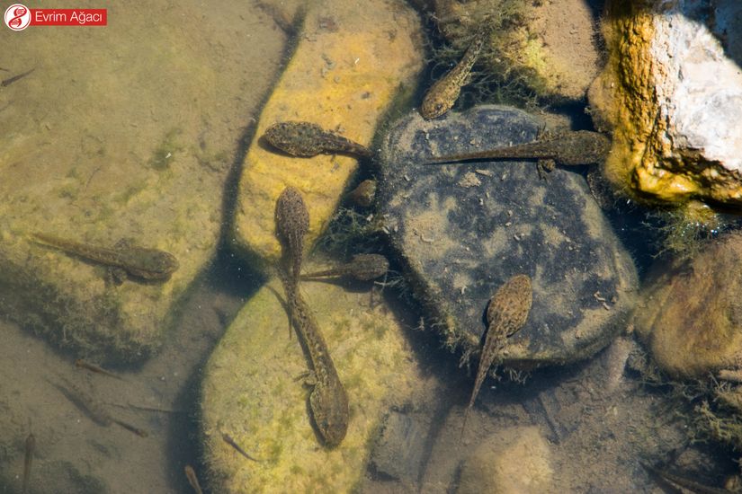 Pelophylax cinsi bir kurbağa türünün larva dönemindeki iribaş evresi.