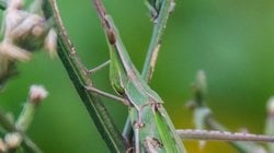 Koni başlı çekirge (Acrida ungarica)